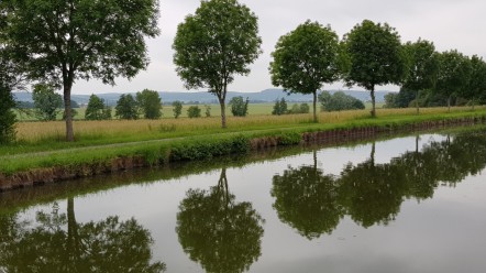 Blick vom Kanal aus durch eine Allee und über Felder hinweg auf in der Ferne die ersten sichtbaren Rebberge