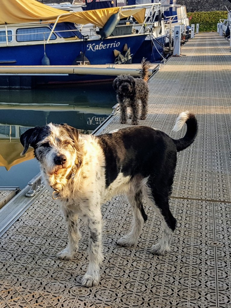 Ungeduldige Hunde, darauf wartend, dass wir endlich aus dem Boot kommen zum spazieren